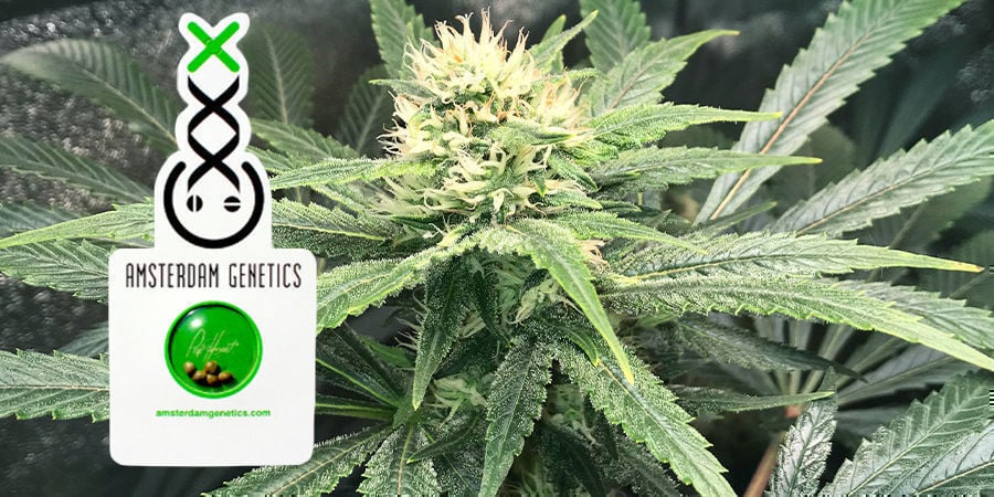 Amsterdam Genetics Graines De Cannabis - Zamnesia